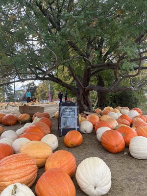 Pumpkin patch