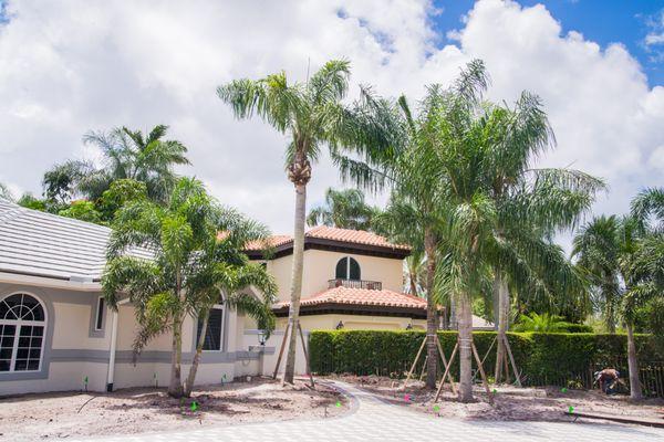 Palm tree installation