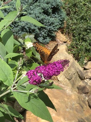 Butterfly bush full of happy pollinators