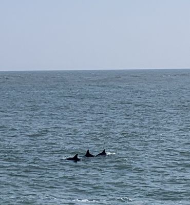 Pod of Bottlenose Dolphins