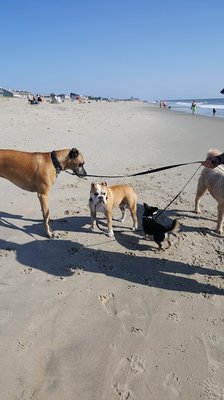 Dewey Dogs will come to your hotel and walk your furry family members while you sun and fun at the beach