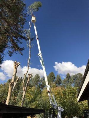 Tree Removal