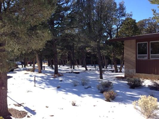 The dorms are hidden the trees.