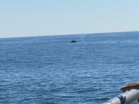 One of the humpback whales