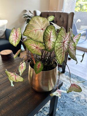 Caladium plant