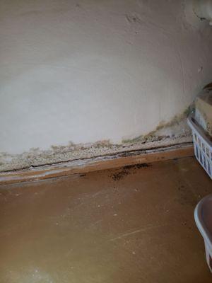 Mold/mildew for in bathroom