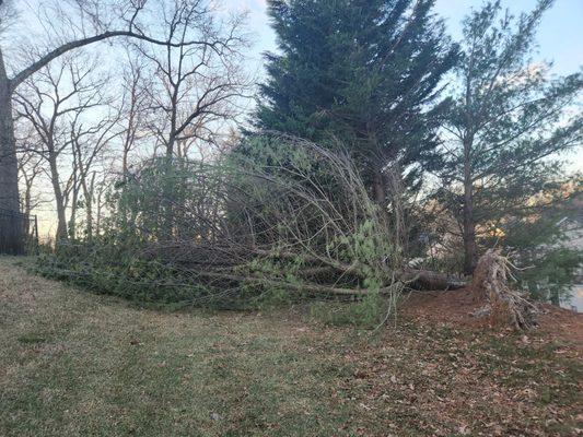 Pine tree down after wind storm