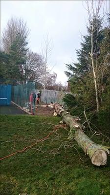 Even in tight squeezes we can handle any tree removal need professionally