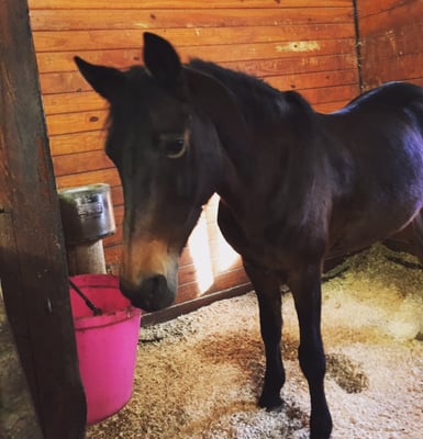 Gina one second before she realizes I left a mint in her bucket