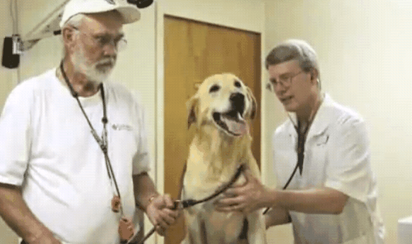 East Lake Hospital For Animals