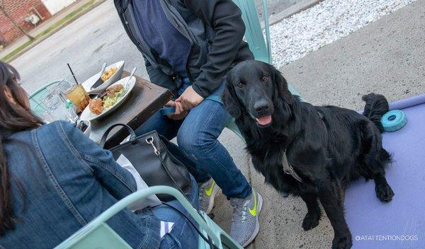 Dining Dogs! Hamilton shows off his Place Cue while mom and dad eat!