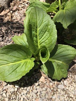 Skunk cabbage