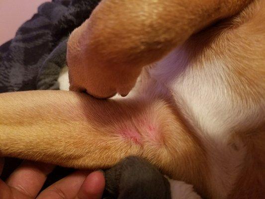 Puggle with itchy spots, right after picking him up.