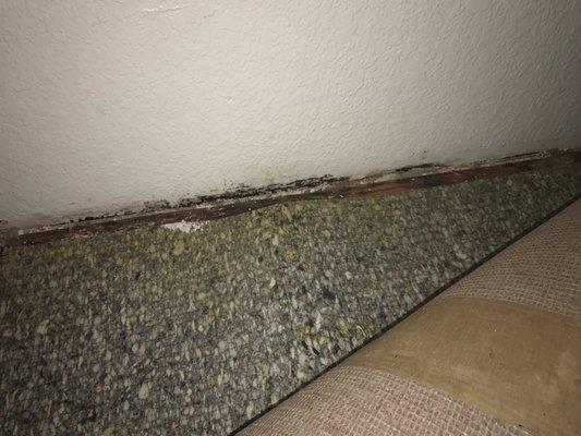 Hunters glen was already treated and keeps coming back black mold