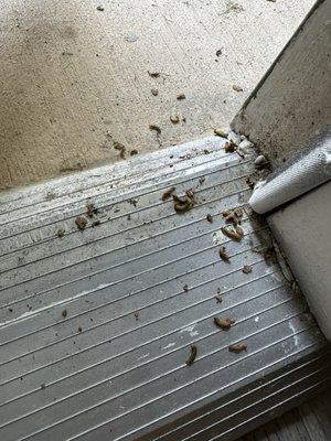 worms falling out when I open the door.