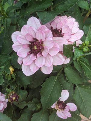 Dahlia Creme de Casis