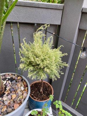 Cypress tree dried out within 3 days of purchase. We tried putting it indoor and outdoor and nothing worked. Scam!!!