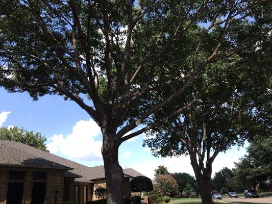 Tree trimming