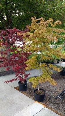 Japanese Maple Trees which can't be found this size anywhere else in Montrose.