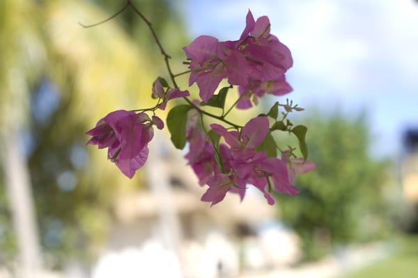 One of many natural beauties of Jamaica