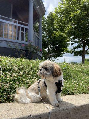 Yes! You can bring your well behaved puppy to the patio!