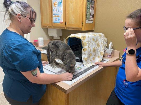 Techs using tasty wet food to make Stormy more comfortable after we found him in a gutter