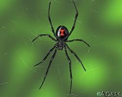 Black Widow Spider