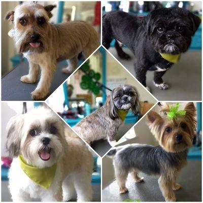 A few adorable pups I've previously groomed.