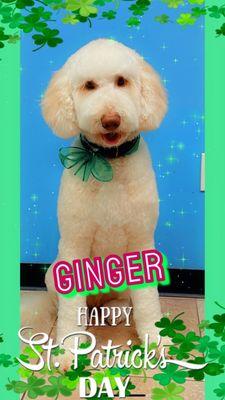 Ginger