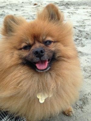 Pretty Pomeranian