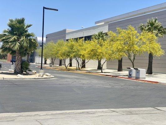 All the trees look great by the library with a yellow pathway