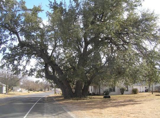 Granbury College President's Tree