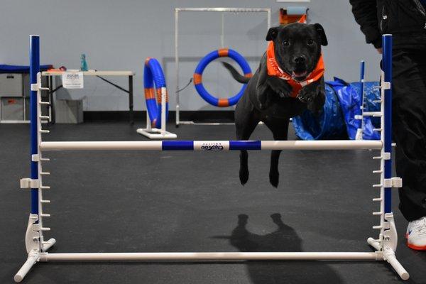 Zoom Room Dog Training