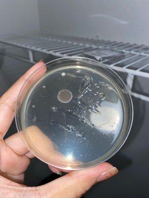 mold test we did