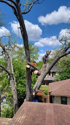 Tree removal