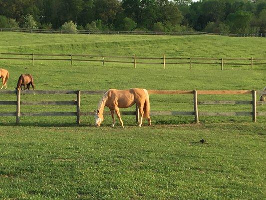 Iron Hill Ranch