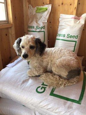 If Diesel likes our seed this much, imagine how well your yard will!