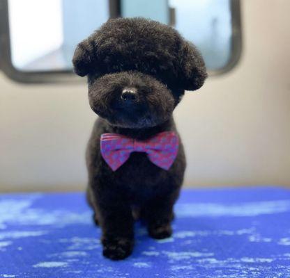 Toy Poodle in a Teddy Bear cut.