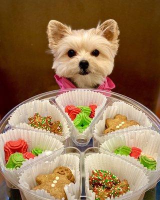 Gingerbread cookies from PetSmart for Zoe