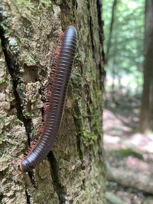 Bankhead National Forest