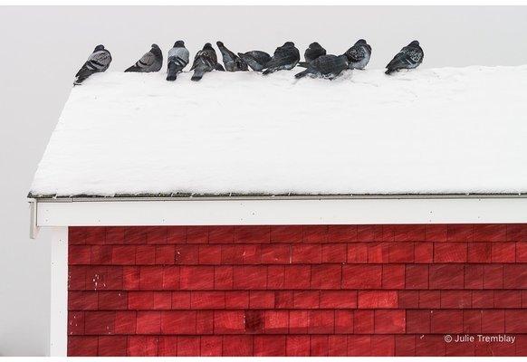 Pigeons On Roof by Julie Tremblay