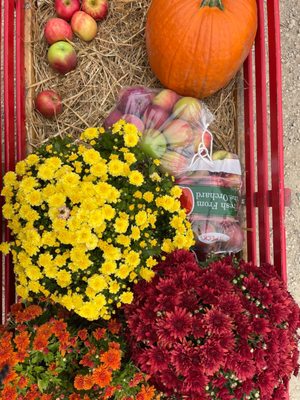 We also grabbed a pumpkin and some mums