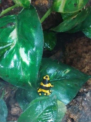 Bumble Bee Dart Frog