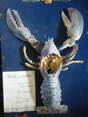 Big, blue lobster