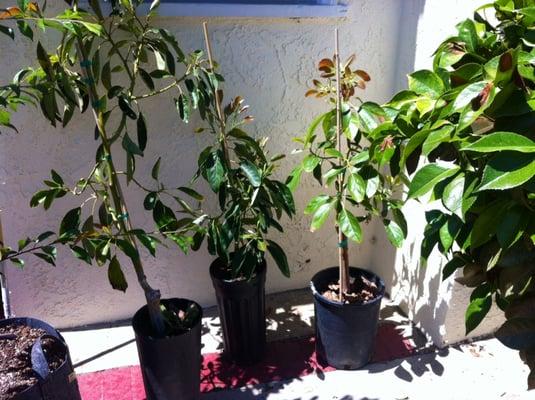 Rare avocados varieties (from right to left): Kona Sharwil, Jan Boyce and Lamb Hass in 5 gallon containers.