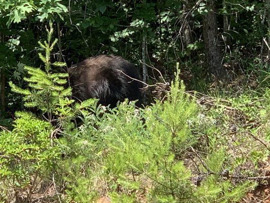 Heard a rustling behind me didn't see anything till the bear walked out on the road behind me. Went into cabin fast. Minor heart attack