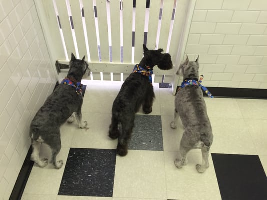 Brothers hanging out after their first grooming with us.