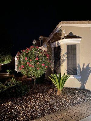 Oleander tree and small palm beautifully trimmed and groomed. Weeds all cleaned up! AFTER Ortegascapes!