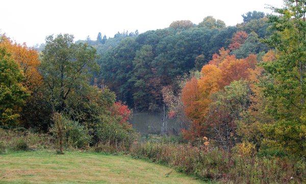 At certain times of the year, you can enjoy a view like this from the library's windows.