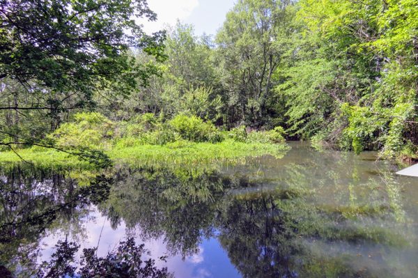 Bottomland habitat off Hidden Springs Trail